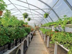 Major Horticulture Expansion Program Creates New Opportunities for Farmers