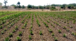 Advanced Drip Irrigation Systems Transform Farming Practices in Rural Prakasam