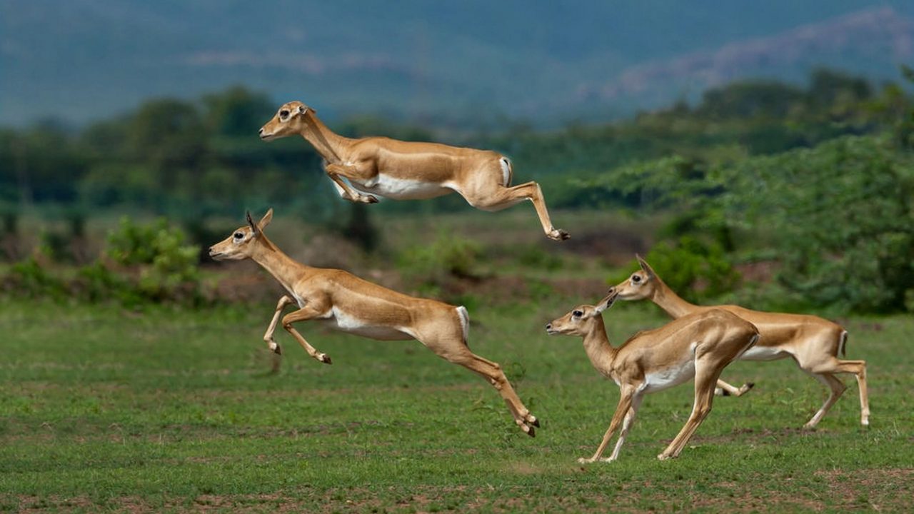 Rollapadu Wildlife Sanctuary